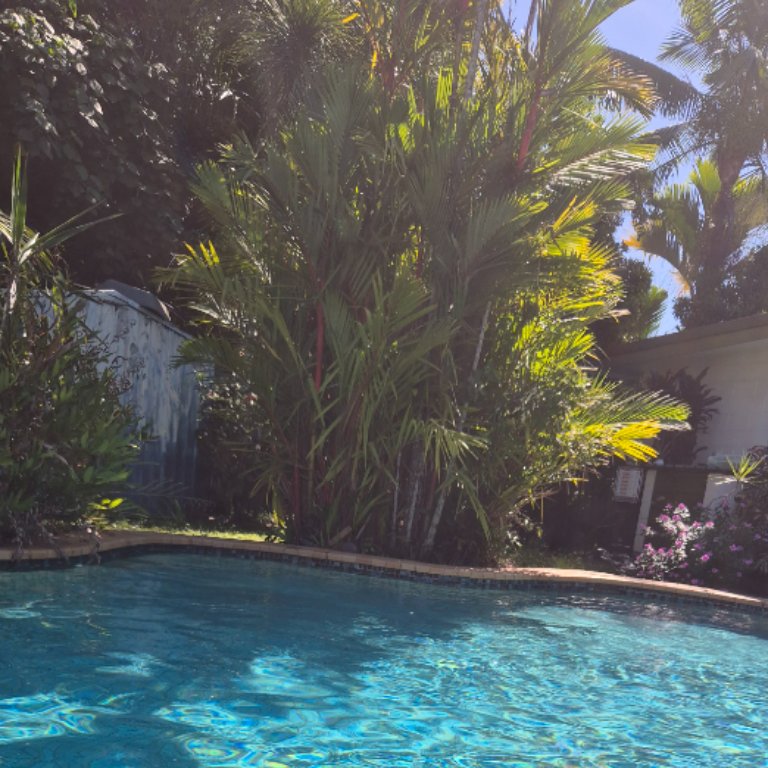 Treetime Coach Cairns