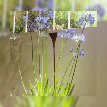 papipistacchio's photo 4