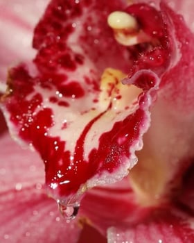 Feminine Mentorship — Awakening Your Sensuality