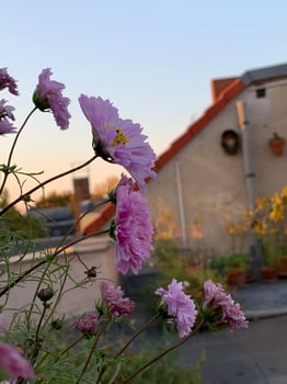 papipistacchio's photo 6