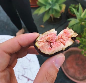 papipistacchio's photo 7